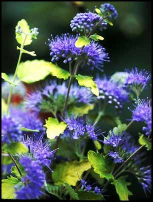 bluebeard-plant-c-incana-lo
