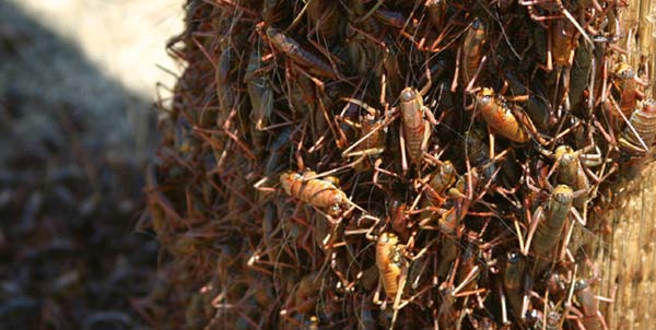 mcricket-swarm-katiemadoni A. simplex swarm, Nevada