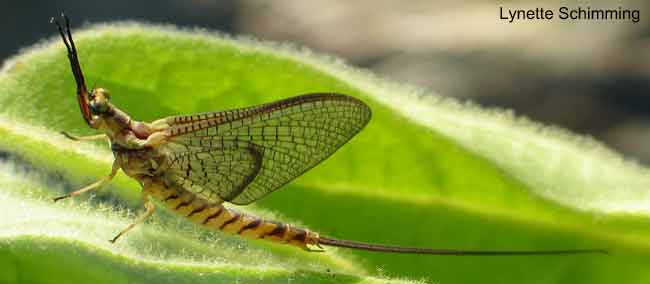 mfly-h-limbata-schimmer-lea mfly-h-limbata-schimmer-lea