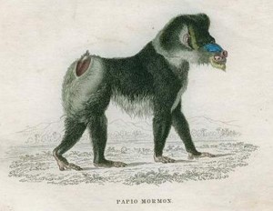 Figure 1: Simia mormon = Papio mormon