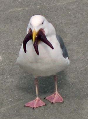 What are you looking at? Unidentified gull eats unidentified starfish, Begim.com