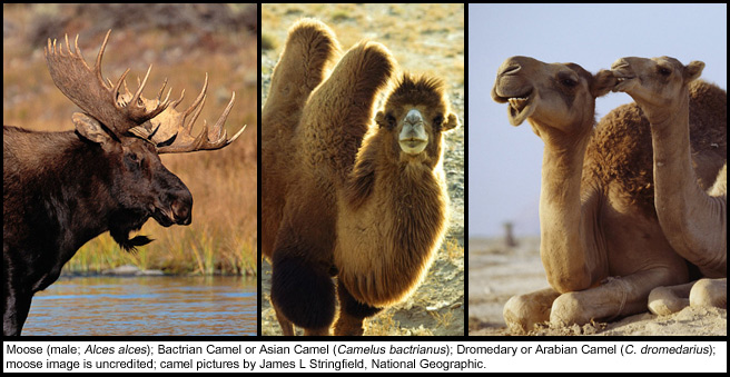 CamMoosDrom-20090827d-LoRes