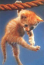 hanging-cat.jpg